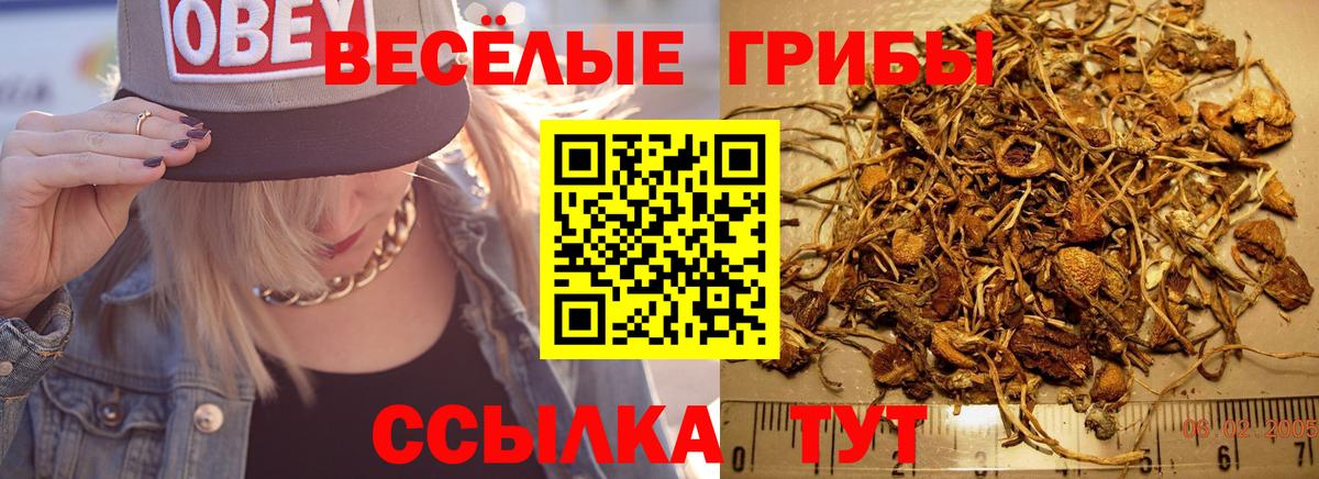 Галлюциногенные грибы Psilocybe Губаха